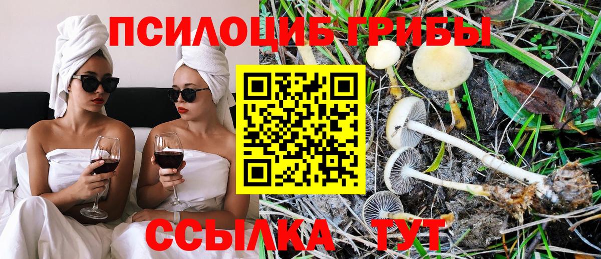 Псилоцибиновые грибы Psilocybine cubensis Армавир